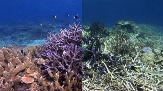 Hot Weather! Hot Corals! Hot Jewelry!