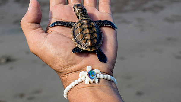June is Sea Turtle Month!
